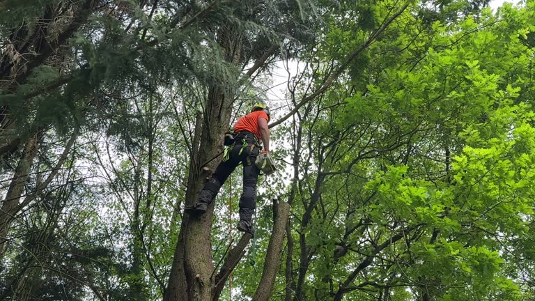 Best Palm Tree Trimming  in , KS